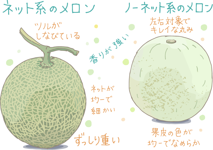 イラスト：(左)ネット系のメロン(右)ノーネット系のメロン